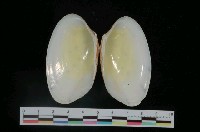 藏品(淺蜊)的圖片